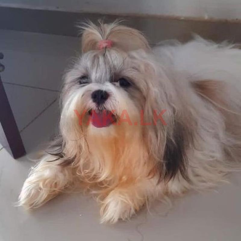 Shih Tzu Female Puppies