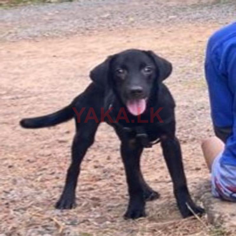 Labrador Retriever Puppies