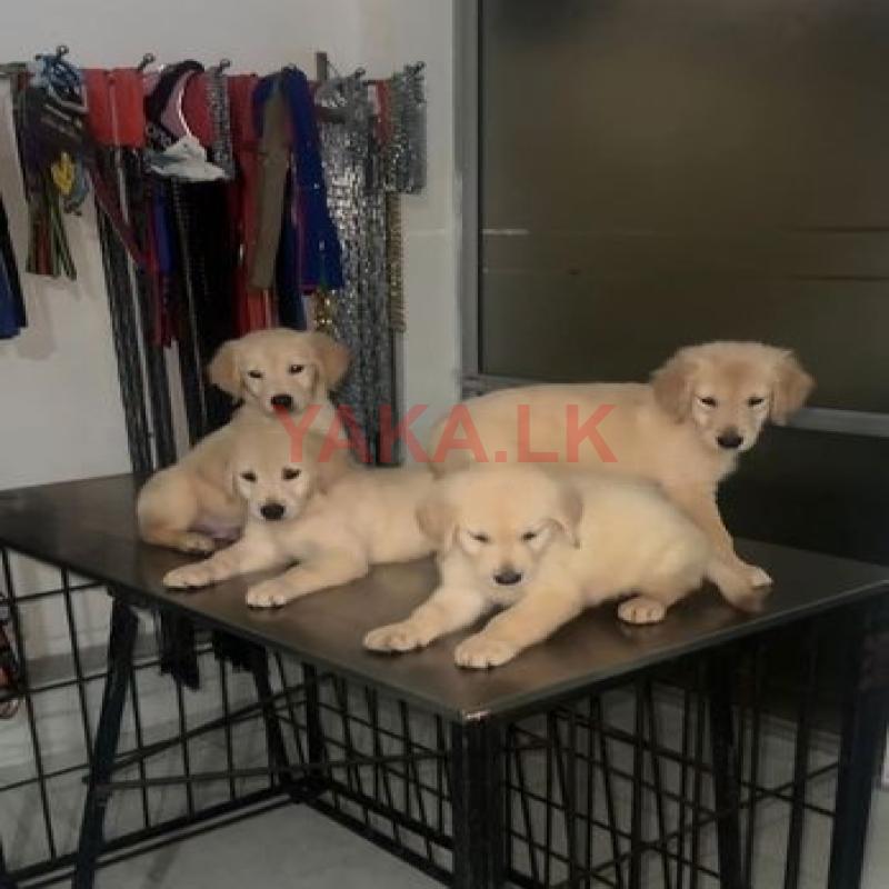 Golden Retriever Puppies