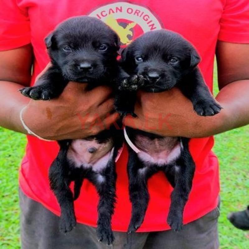Pure Lab Labrador Puppies