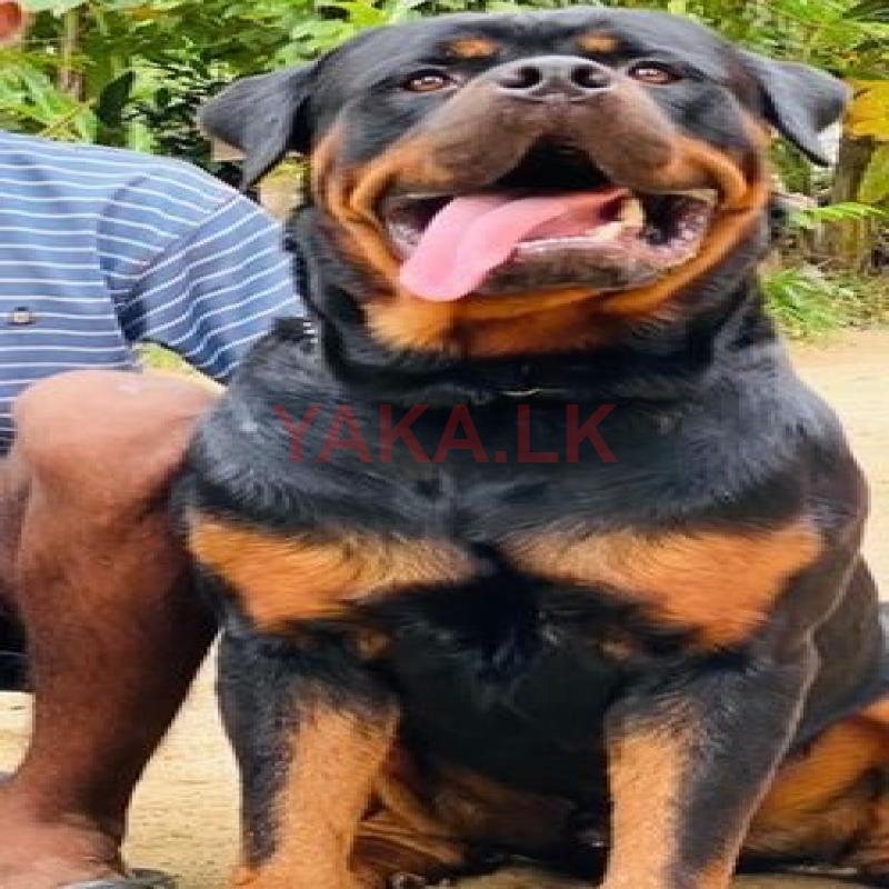 Rottweiler for Crossing