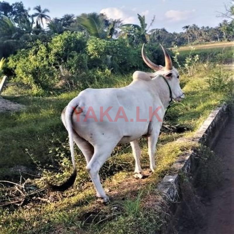 කින්නියා ගවයා