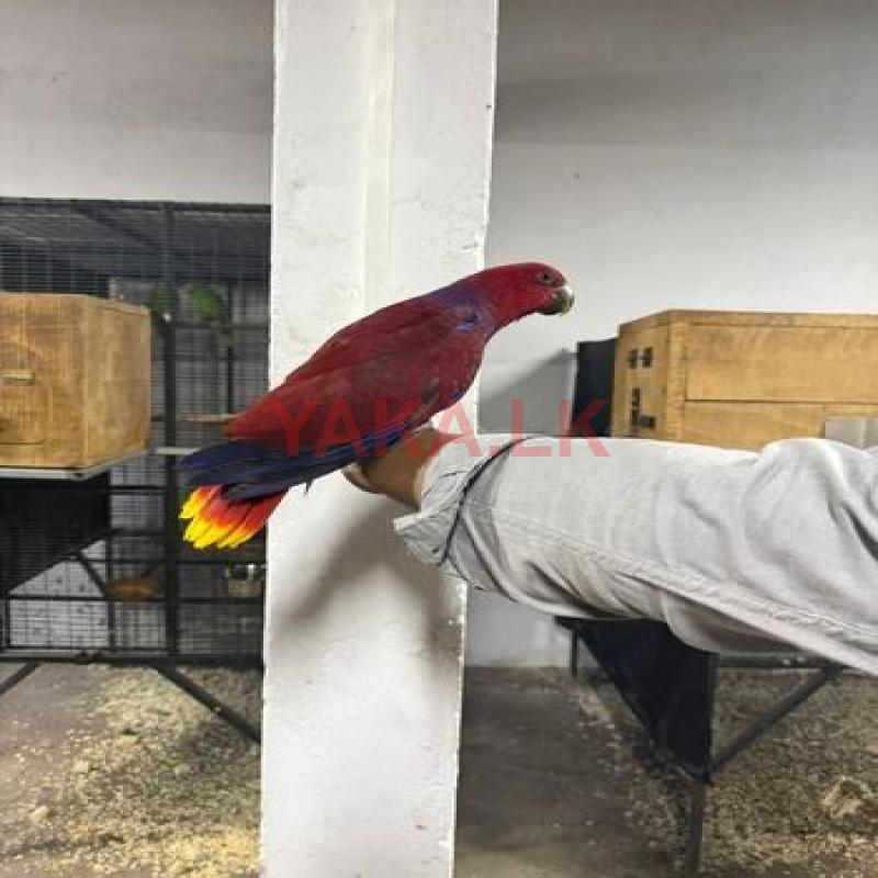 Rosemary Pair (Fully Hand Tamed)