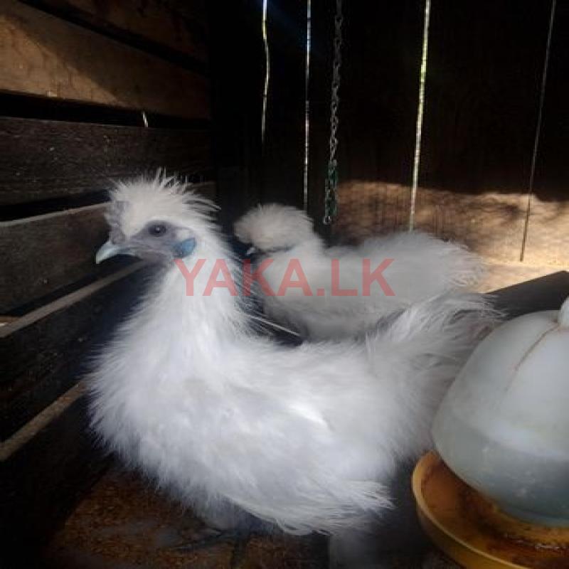 සිල්කි කුකුලන්