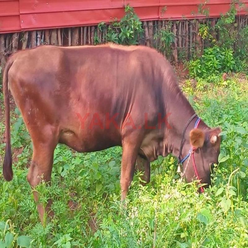 Farm Cow