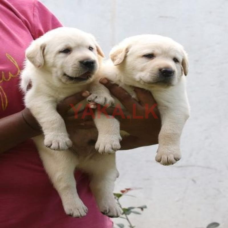 Labrador Puppies