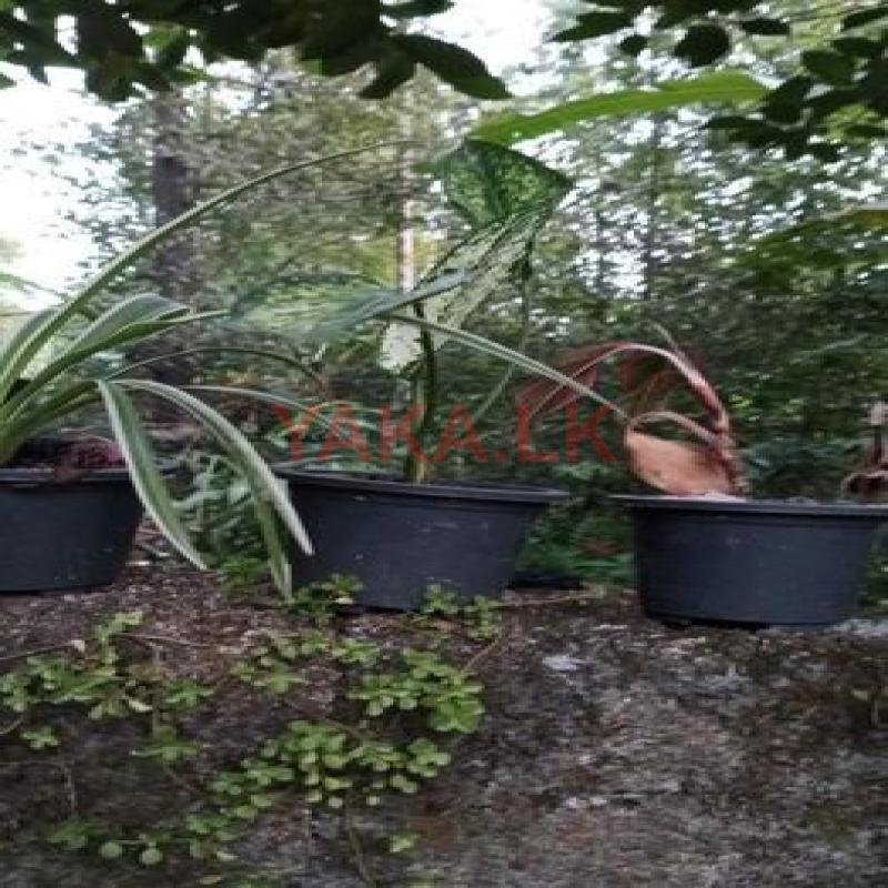 විසිතුරු Malpala