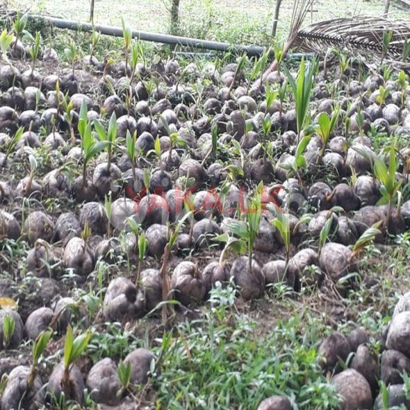 Coconut Plants