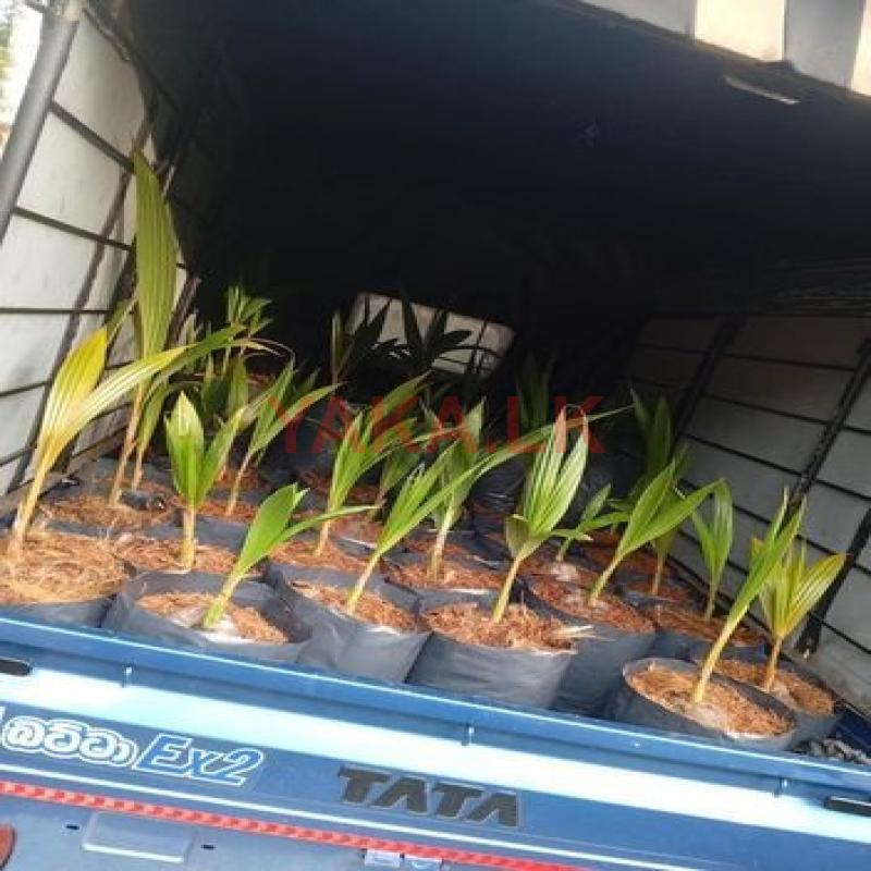 පොල් පැල