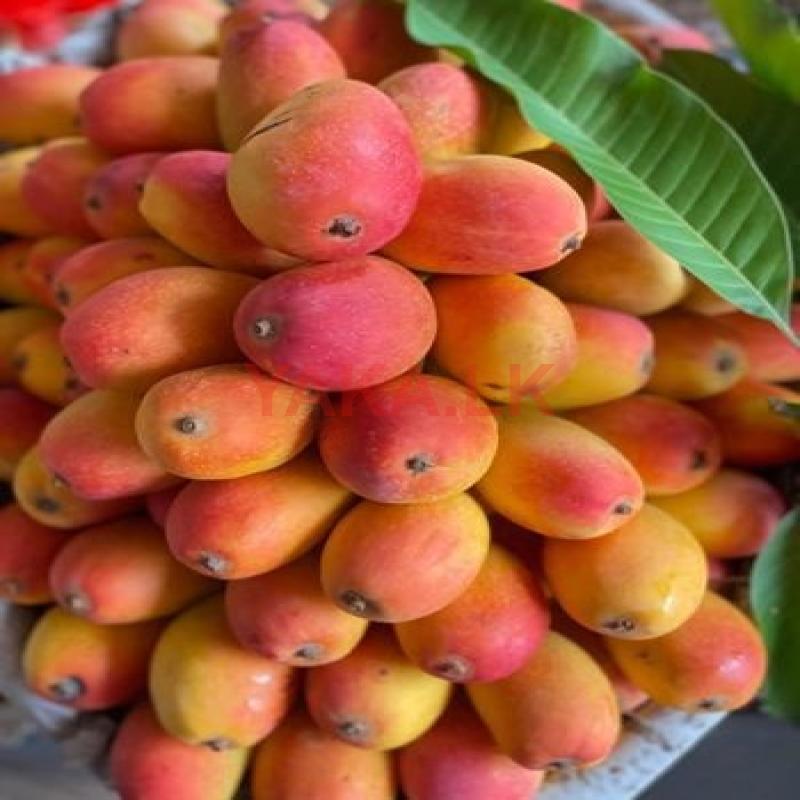 Mangoes
