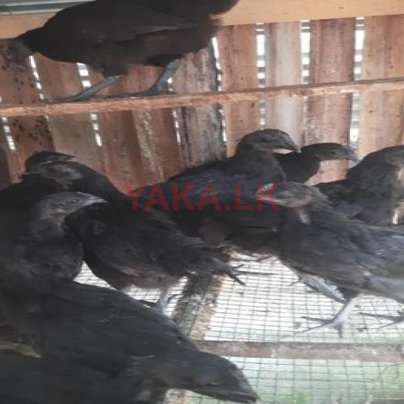 கருங்கோழி