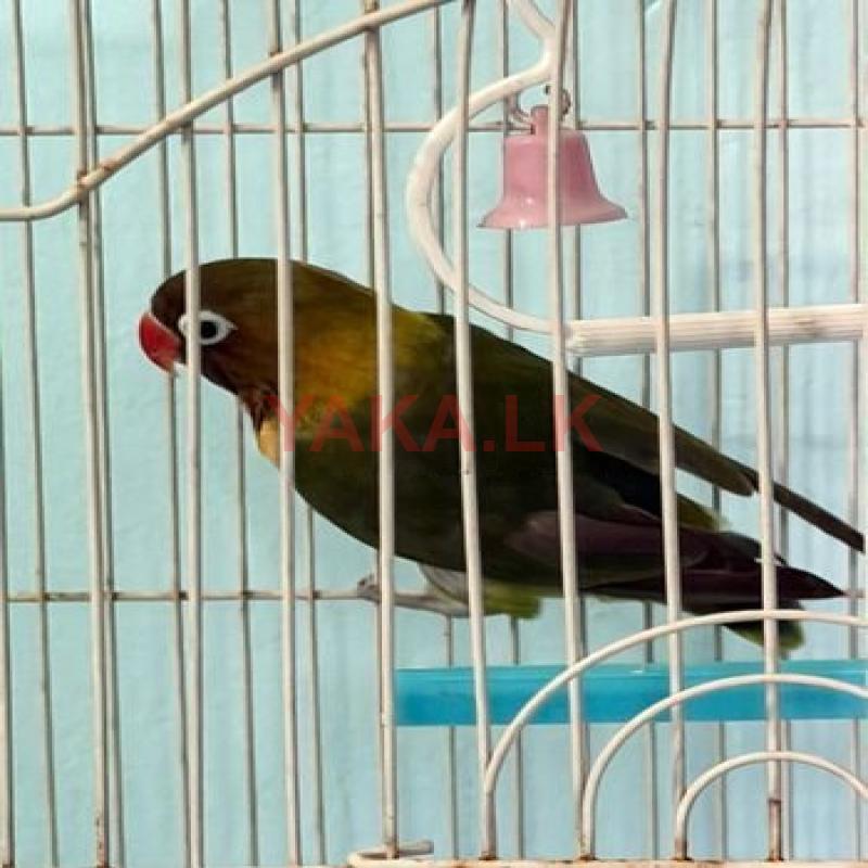 African Love Bird with Cage