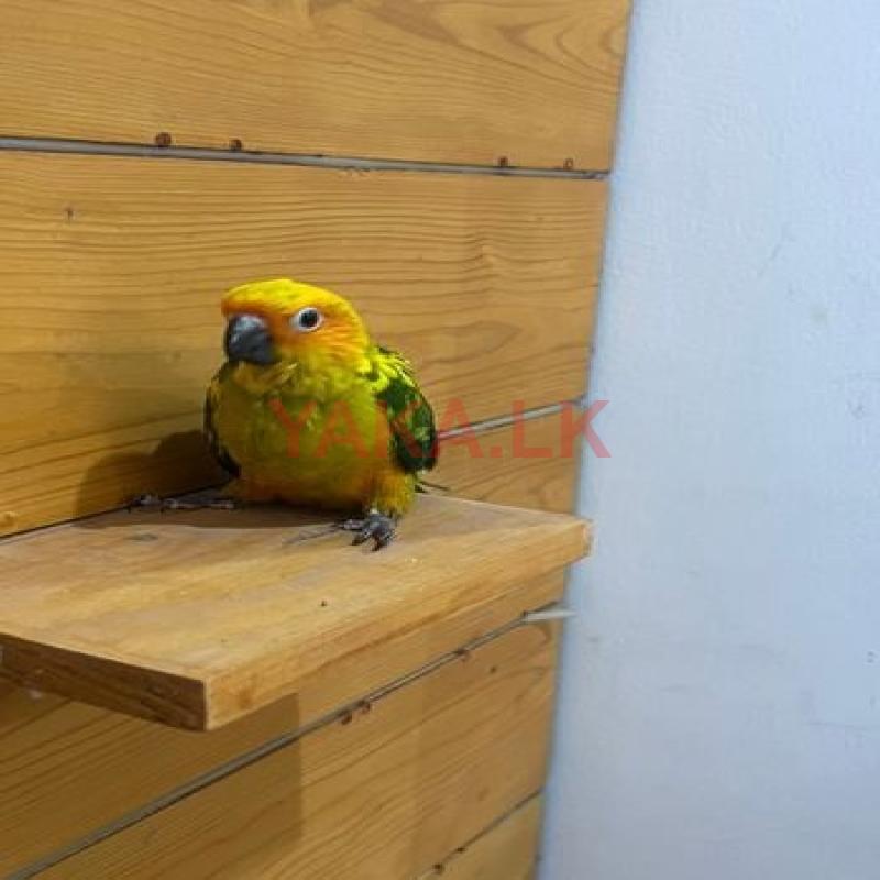 Sun Conure