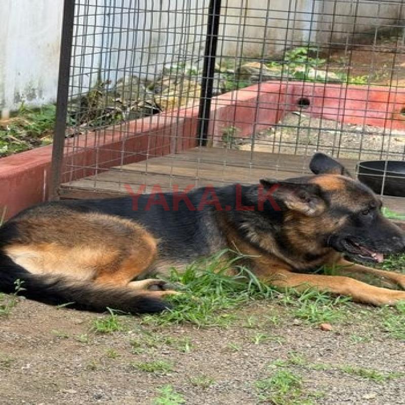 German Shepherd Female Dog