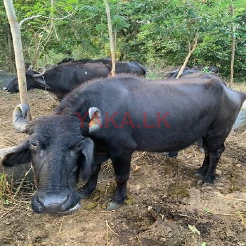 මී ගවයන්