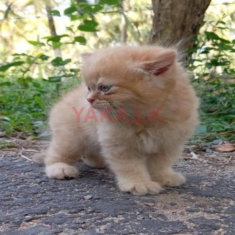 Persian Kitten
