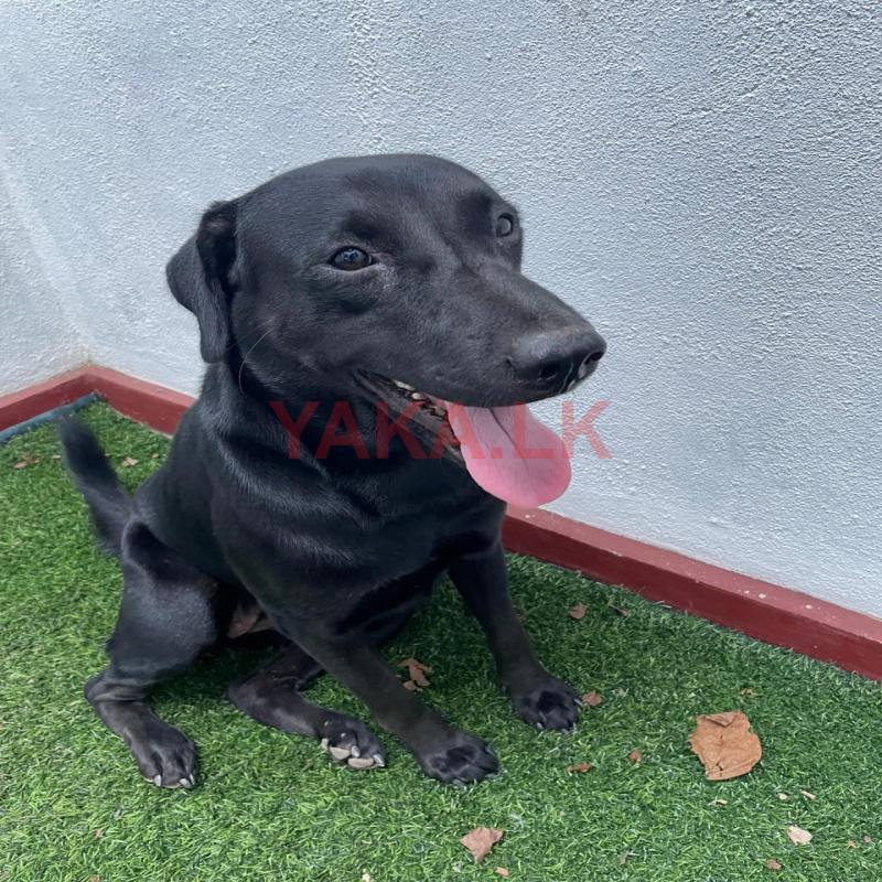 Labrador for urgent sell