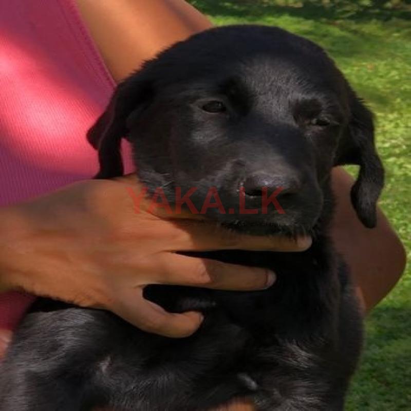Labrador Puppy