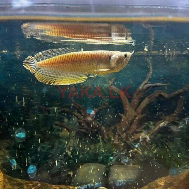 Silver Arowana