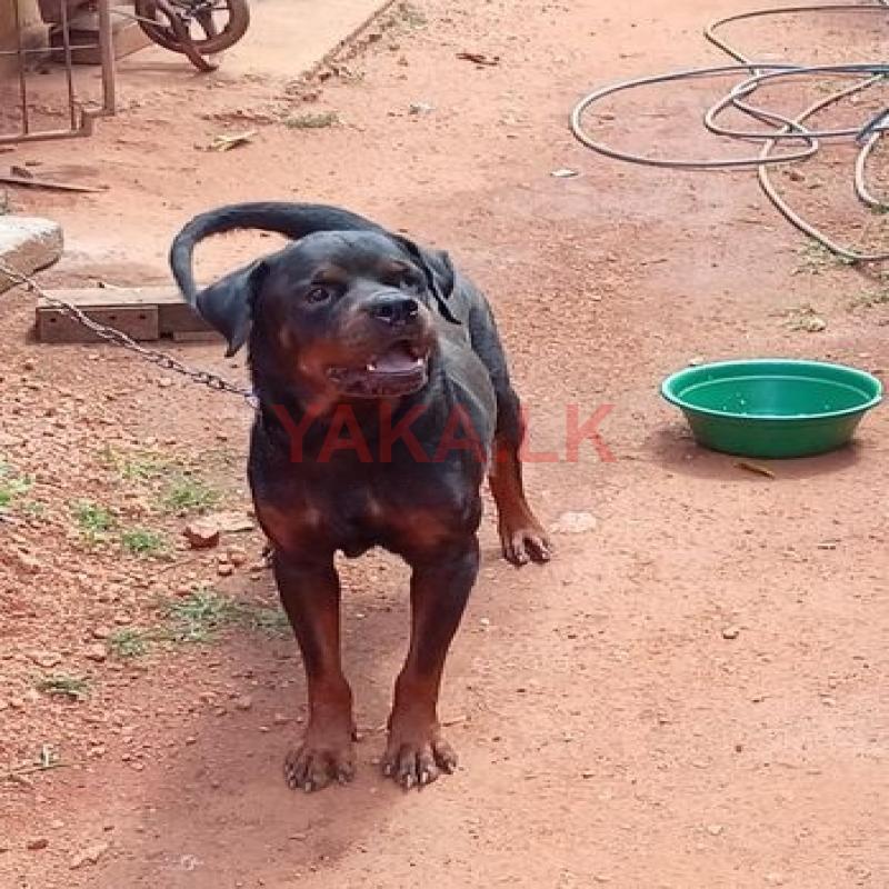 Rottweiler