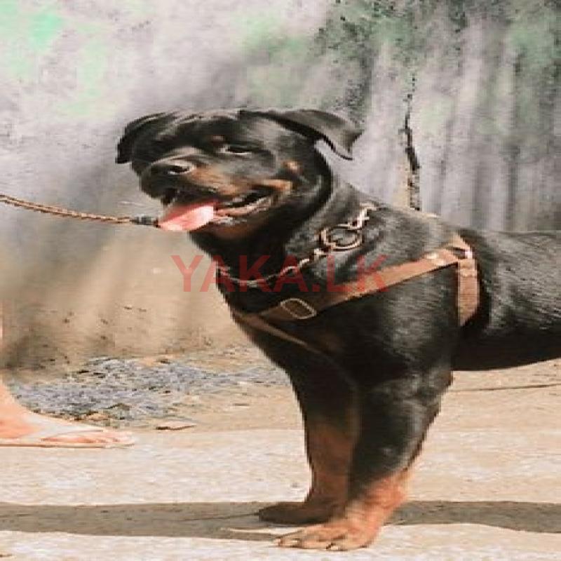 Rottweiler Dog
