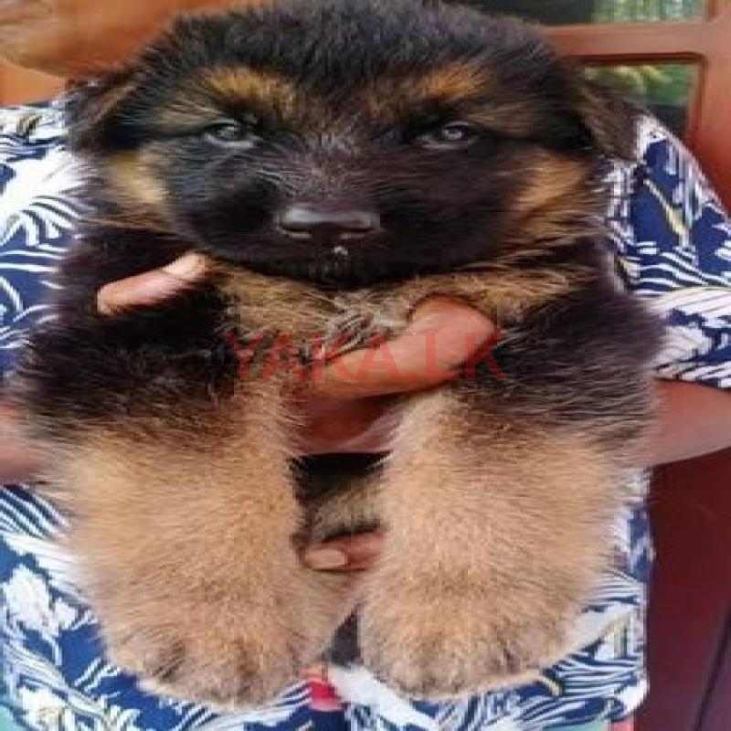 German Shepherd Puppy