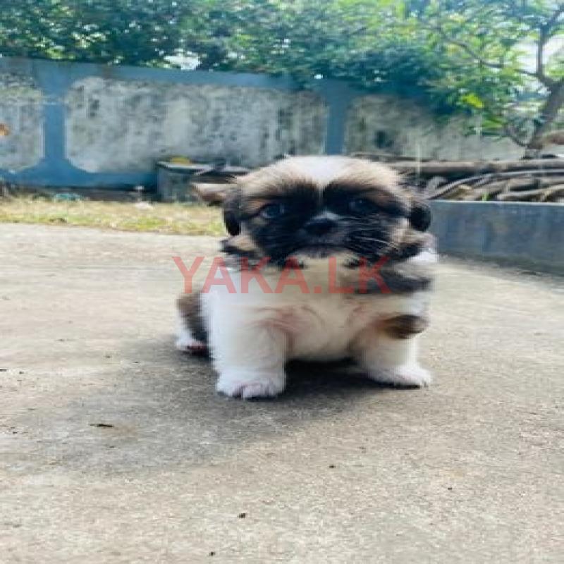 Shihtzu Puppies for Sale