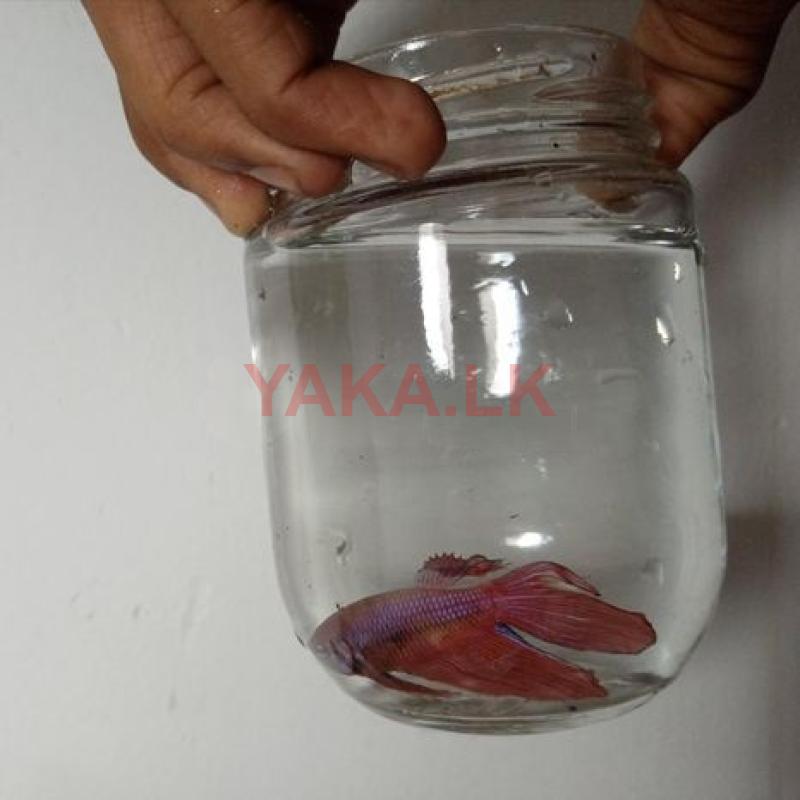 Betta Fish