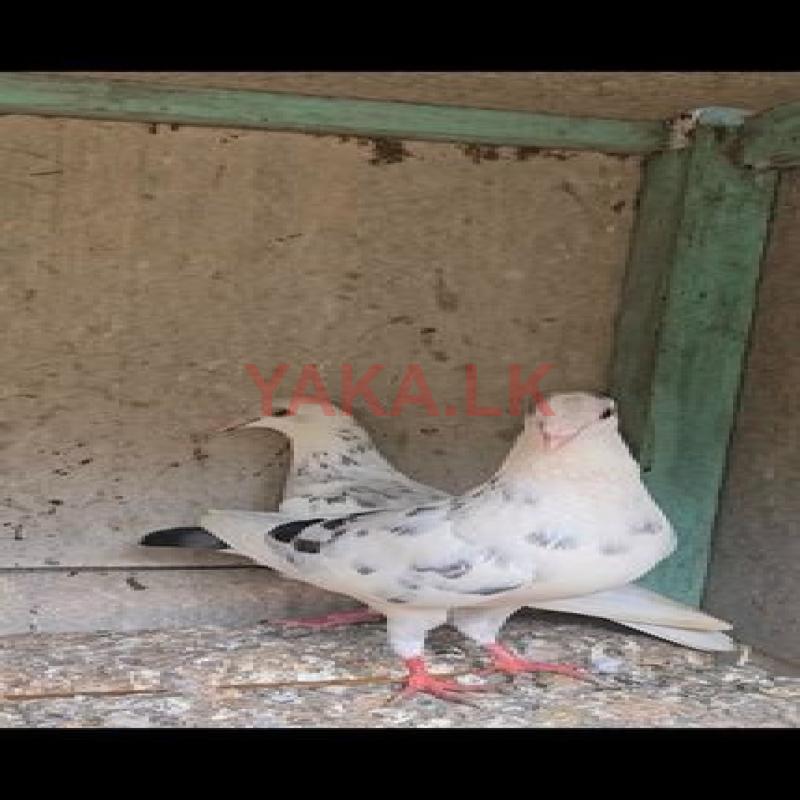 Nagarkovil Pigeons