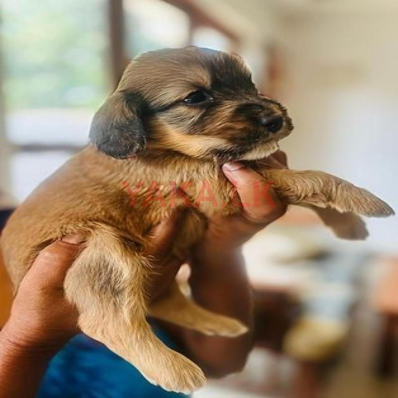 Tibetan Terrier Puppies