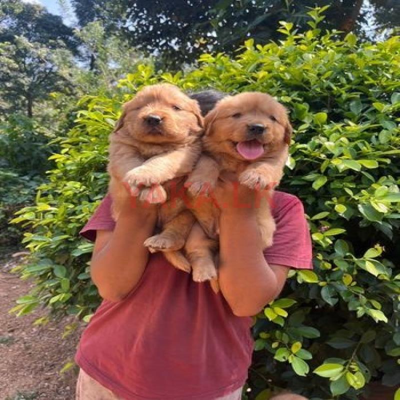 Golden Retriever Puppy