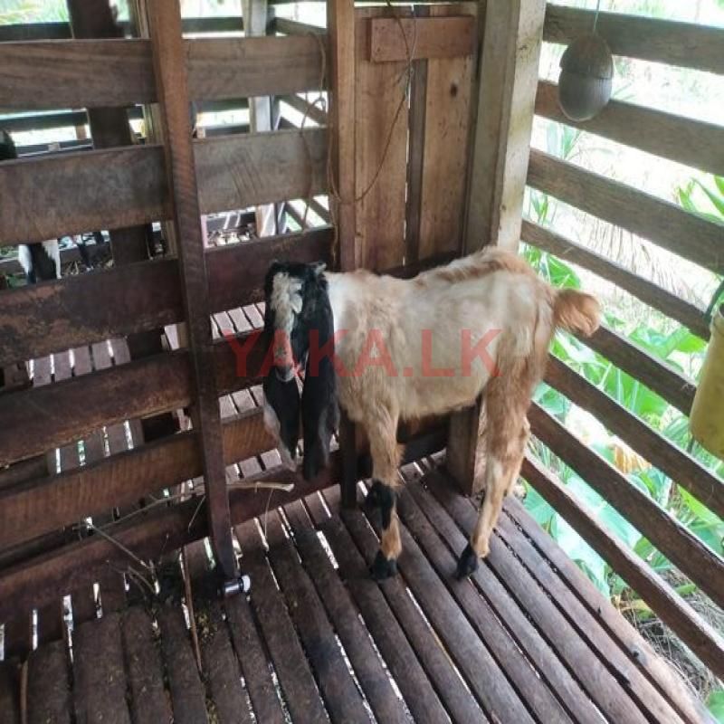 ජමුනාපාරි එළුවස්සා