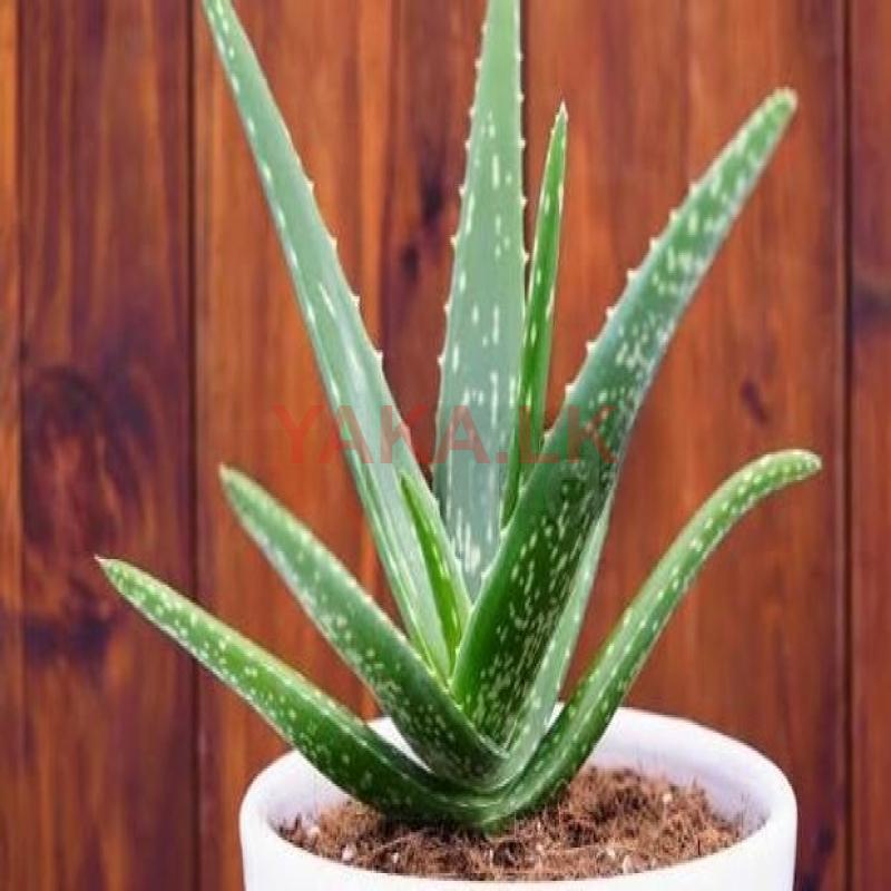 Fresh Aloe Vera Plant