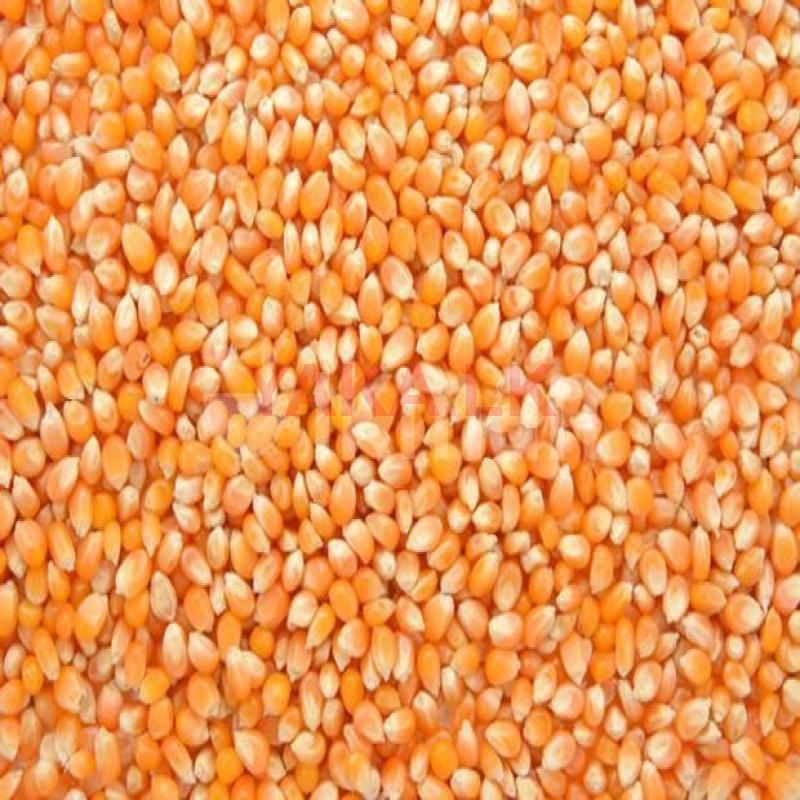 බඩඉරිගු ඇට