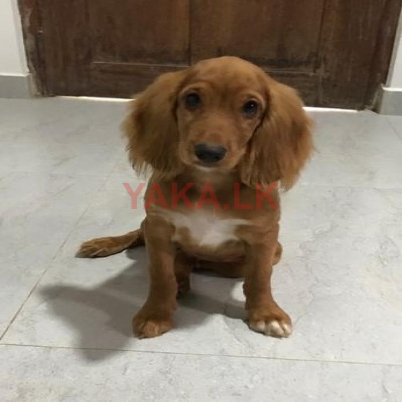 Female Cocker Spaniel Dog