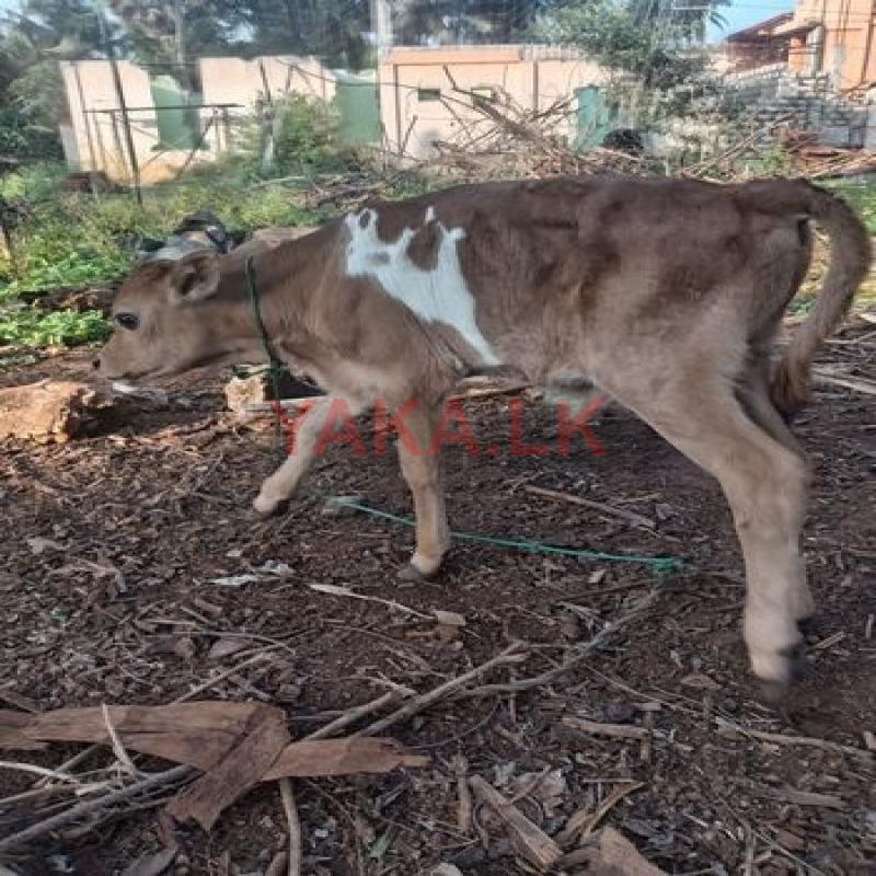 மாட்டுக்கன்று