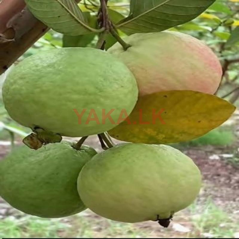 தாய்வான் கொய்யாக்கன்றுகள்