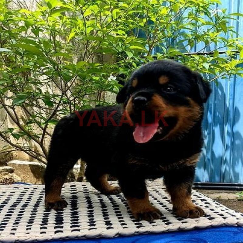 Rottweilers Puppies