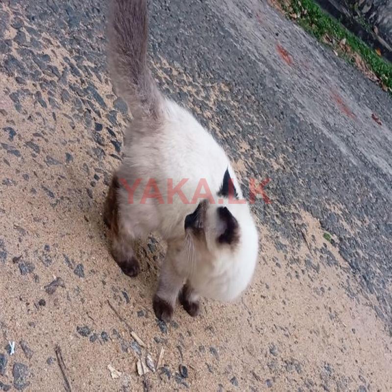 Himalayan Kitten