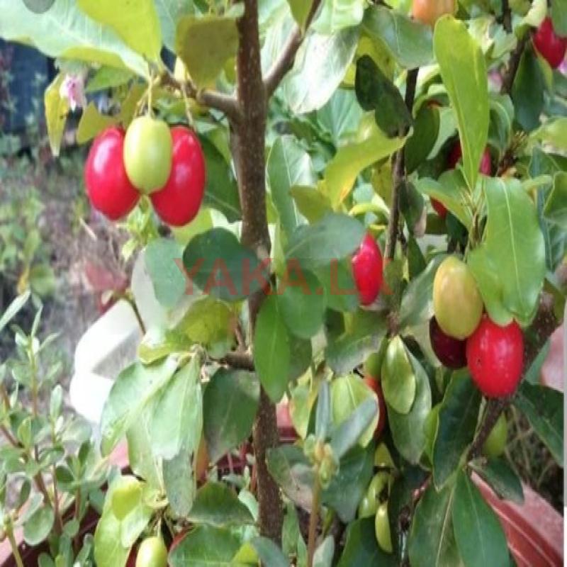 செரி Cherry