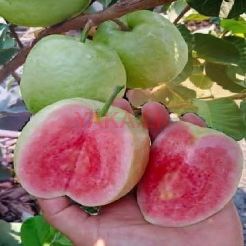 ஜப்பான் கொய்யா