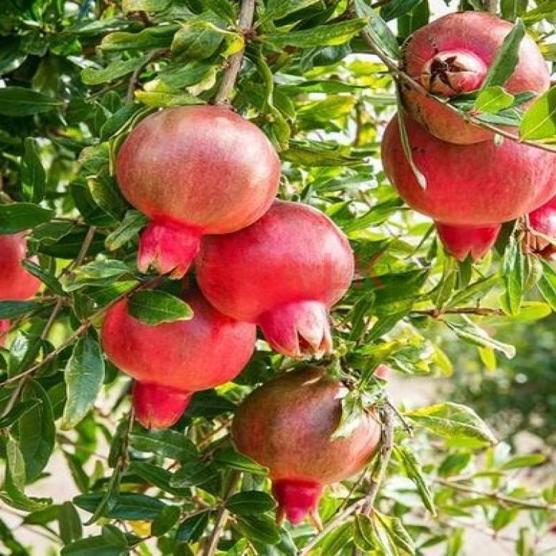 இந்தியன் மாதுளை