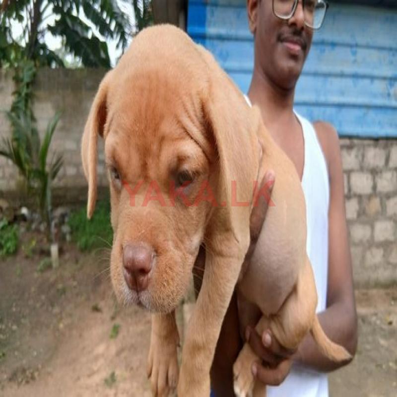 American Bully Xxl Puppy