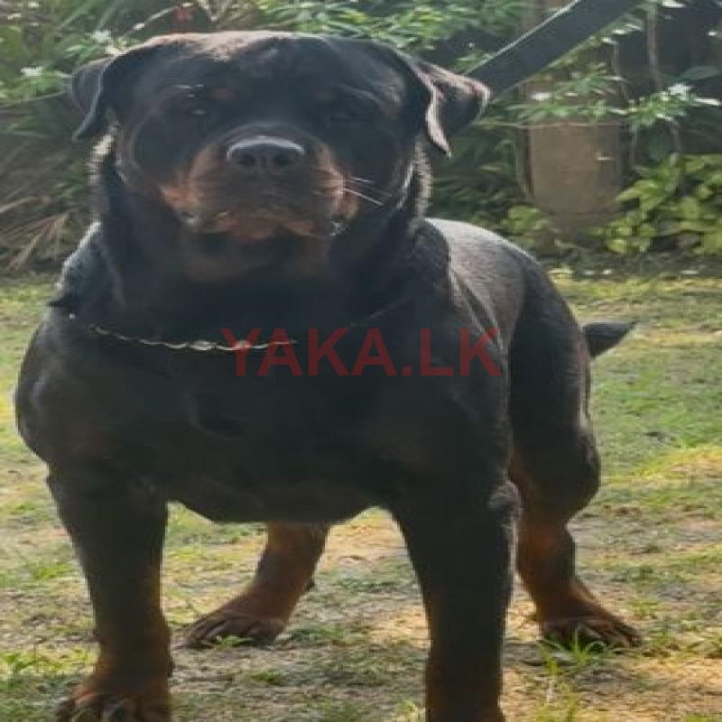 Rottweiler Male Dog for Crossing