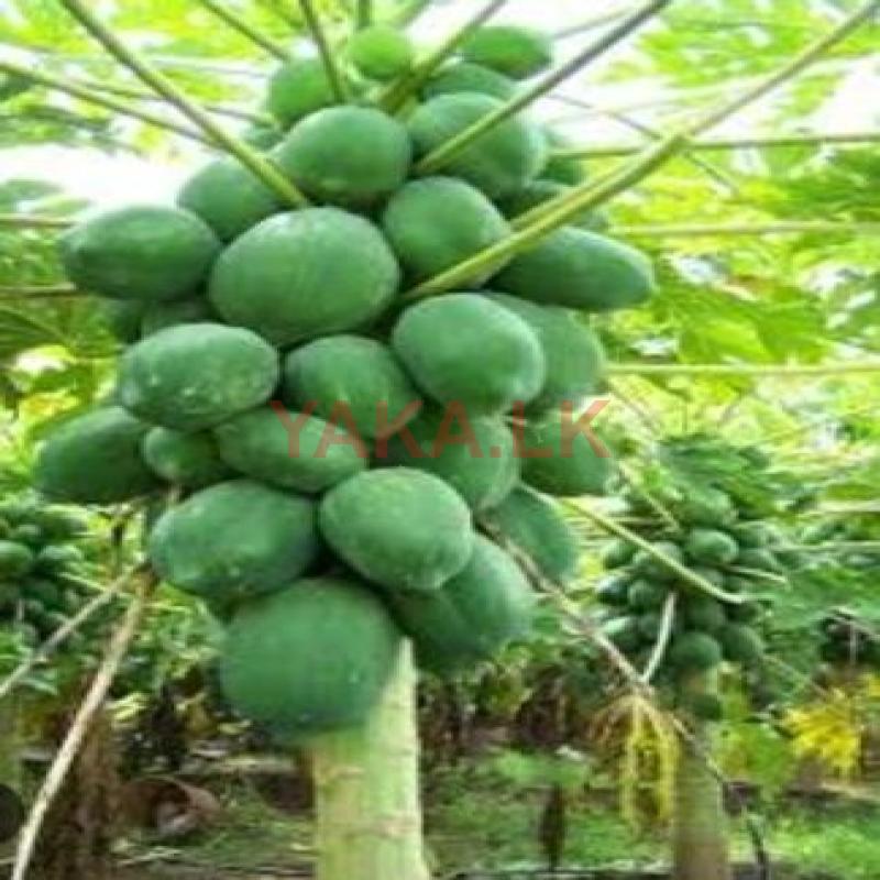 Papaya