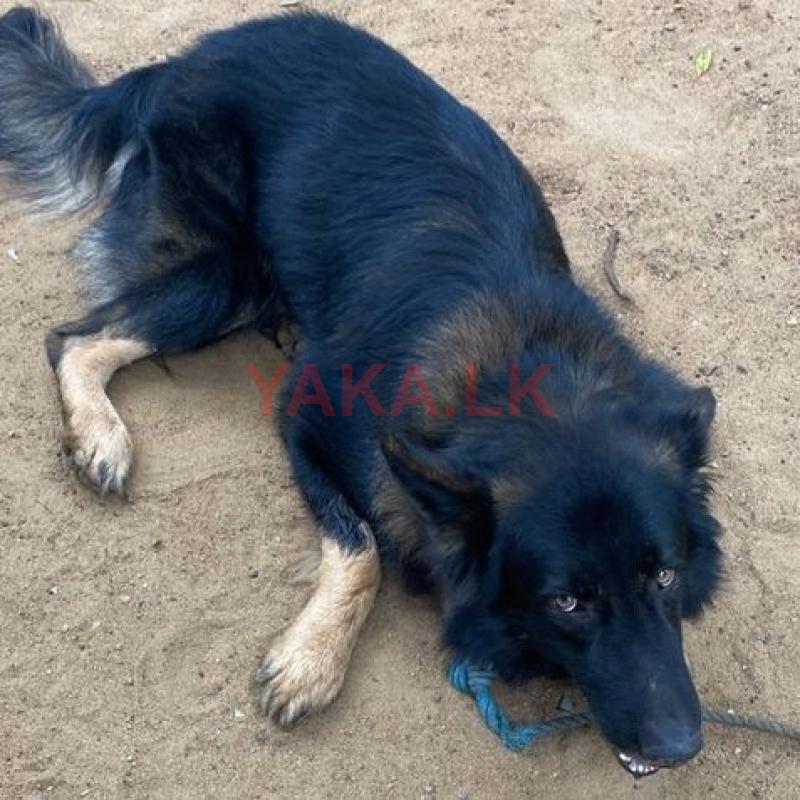 German Shepherd Dog For Crossing