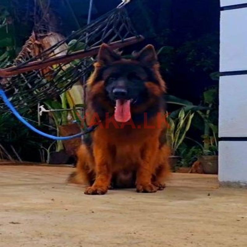 German Shepherd Dog for Crossing