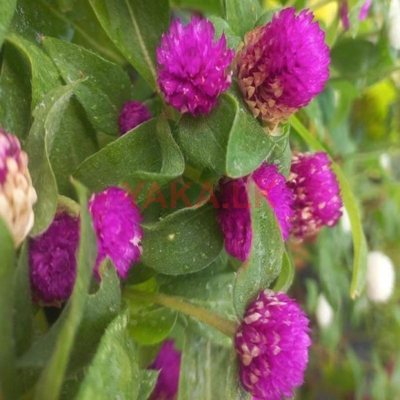 வாடாமல்லி விதை