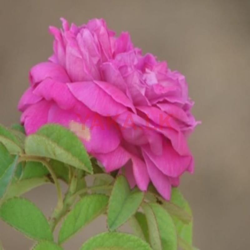Rose Plant