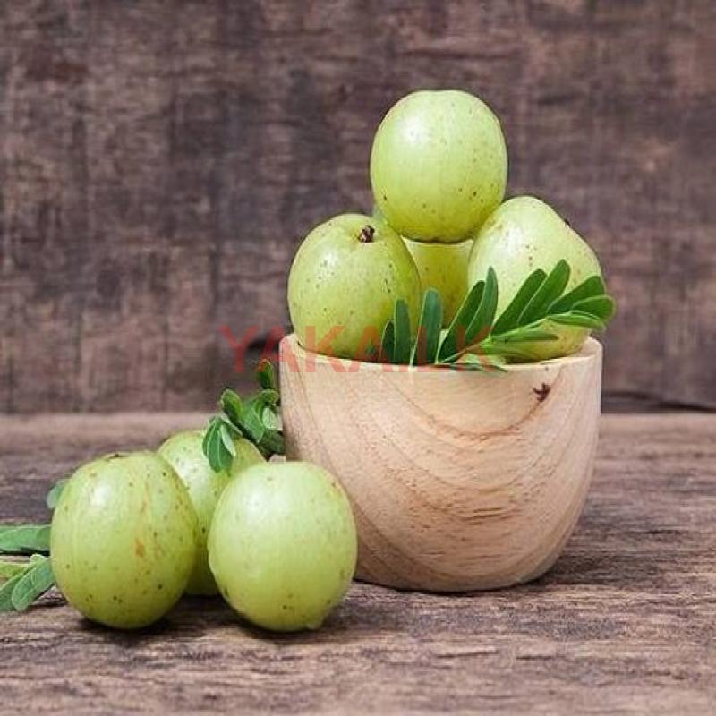 இந்தியன் பெரிய ஒட்டு நெல்லி